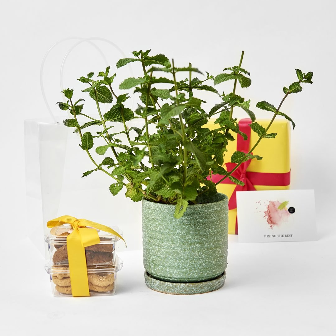 Herbs And More PLANT.KIT.GIFT